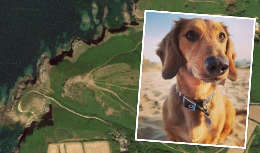 Drones used in search for missing sausage dog Stanley