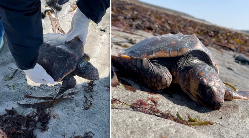 Sad news after endangered turtle lands at L’Etacq