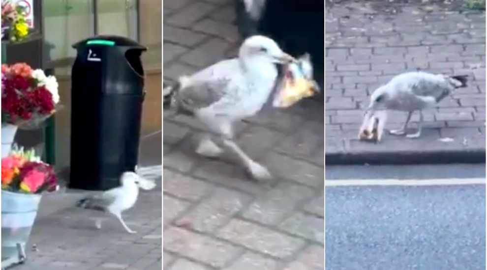 WATCH: Seagull shoplifter caught on camera