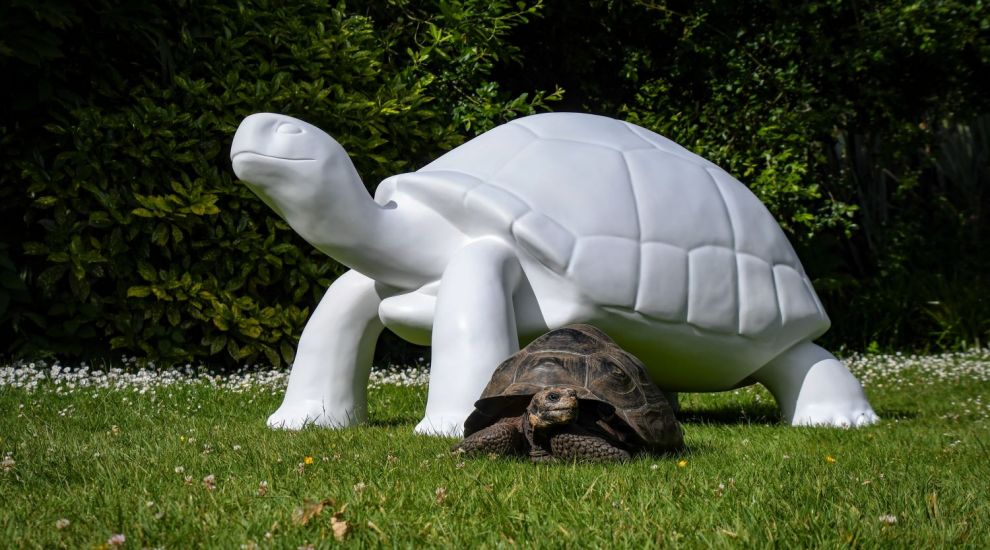 WATCH: Shell-ection process begins ahead of this summer's Tortoise Takeover