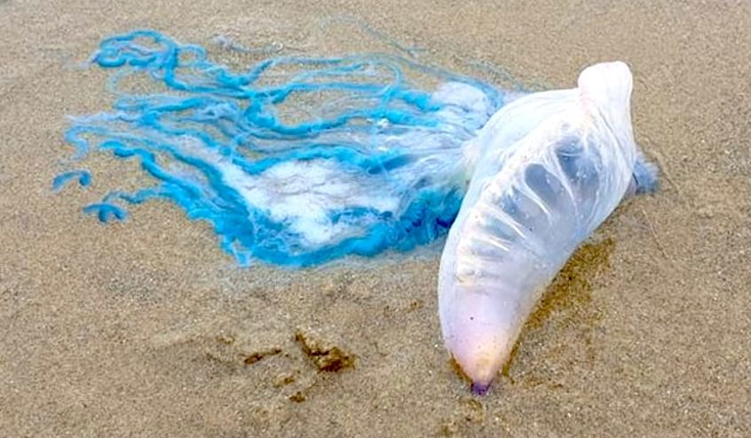 'Floating terrors' wash up in St. Ouen