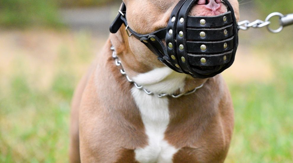 Owner wins fight to overturn muzzle order on dog that attacked others