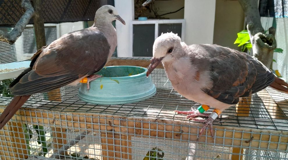 Hatch made in heaven! Record breeding season spells rosy future for pink pigeons