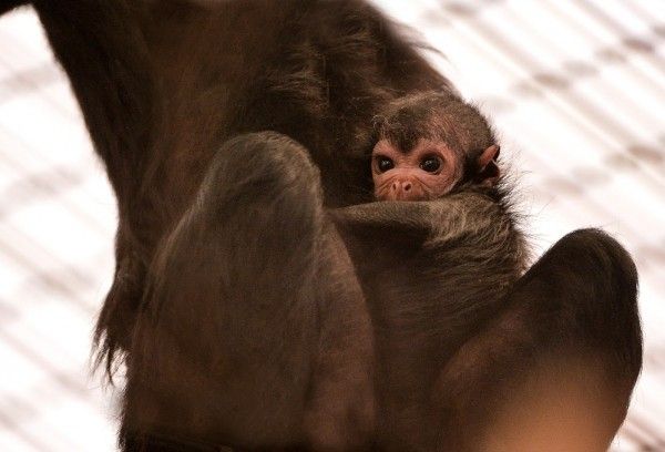 Monkey scam: Police track down more animal frauds online