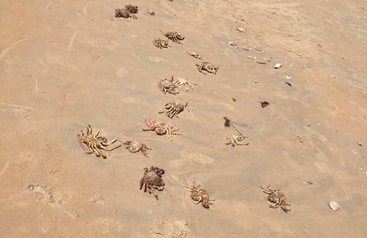 VIDEO: Nothing fishy about crab shells washing up on beaches