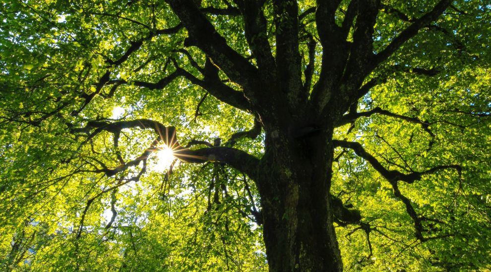 “It is time for true tree protection in Jersey”