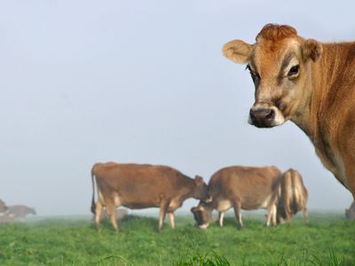 Cull unlikely after ministers approve cattle test funding