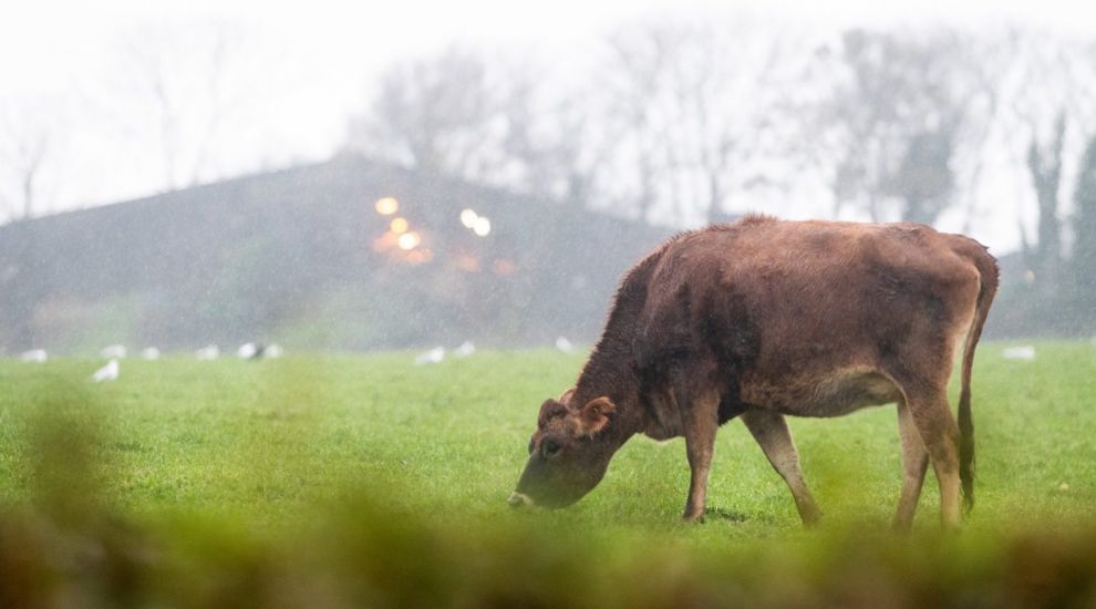 £250k grant for farm devastated by suspected botulism outbreak