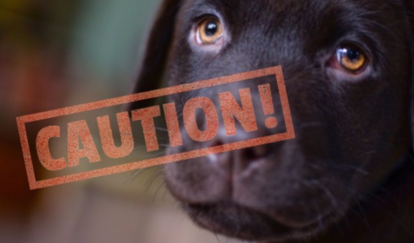 Facebook ad prompts puppy farming warning