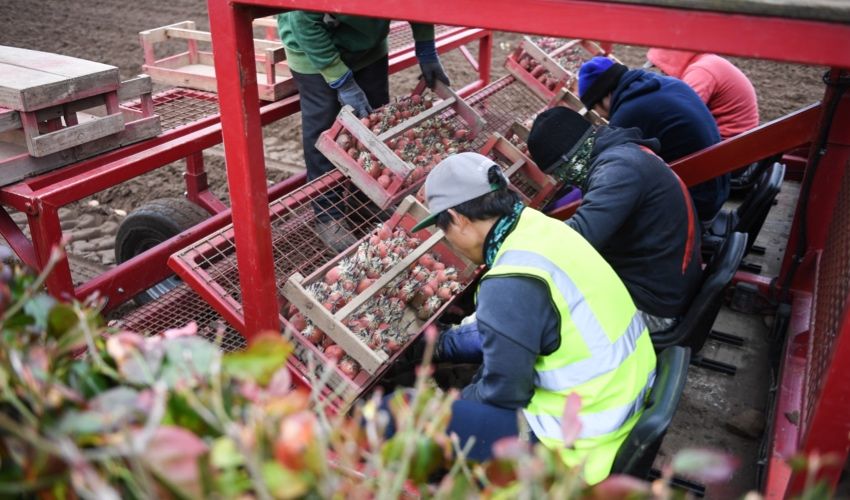 Fewer Jersey Royals planted this year to stop oversupply of UK market