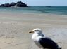 PLAY: Are you as quick to complete this seagull as he is to steal your sandwich?