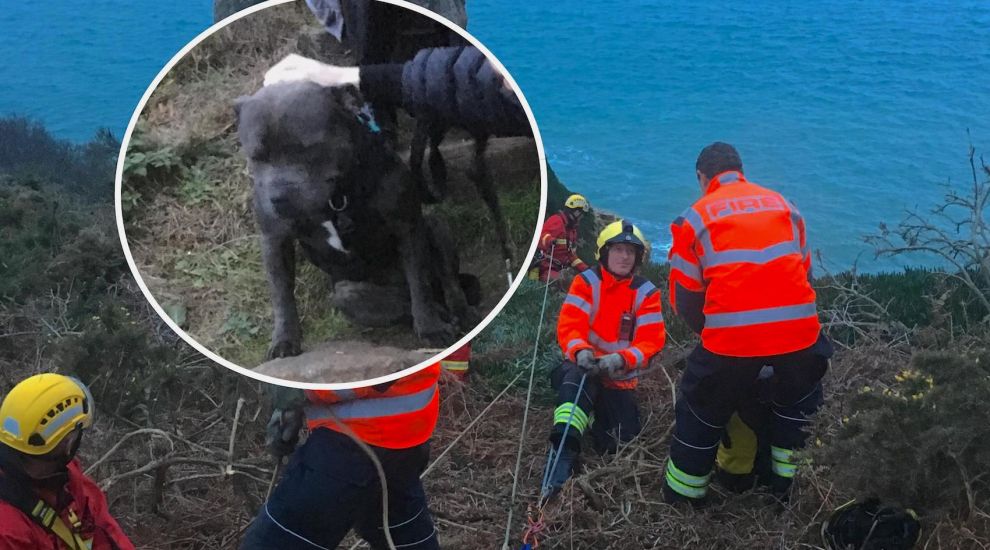 Puppy in dramatic cliff rescue