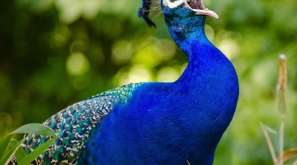 Should've gone to Pecksavers? Passionate peacock attacks 'love rival'