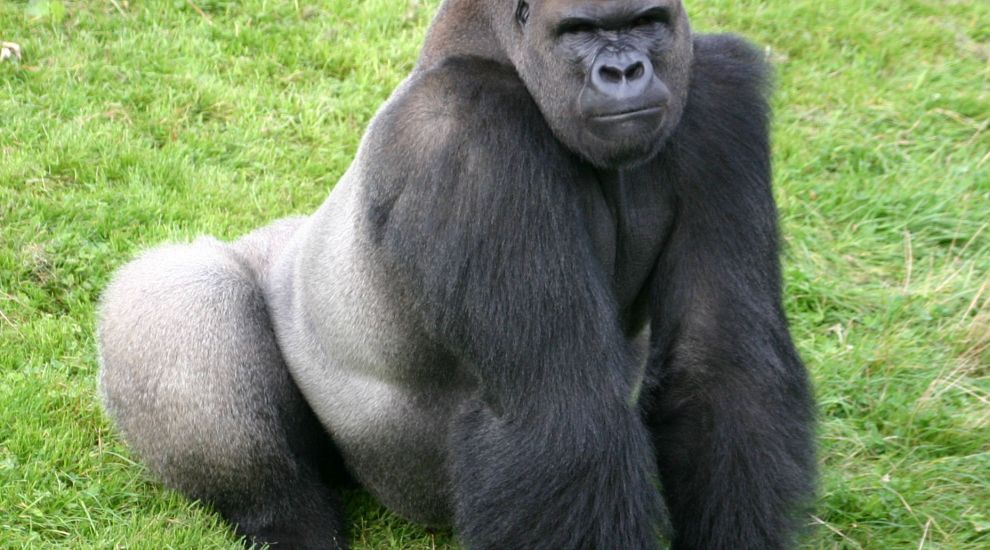 Legendary gorilla dies during operation