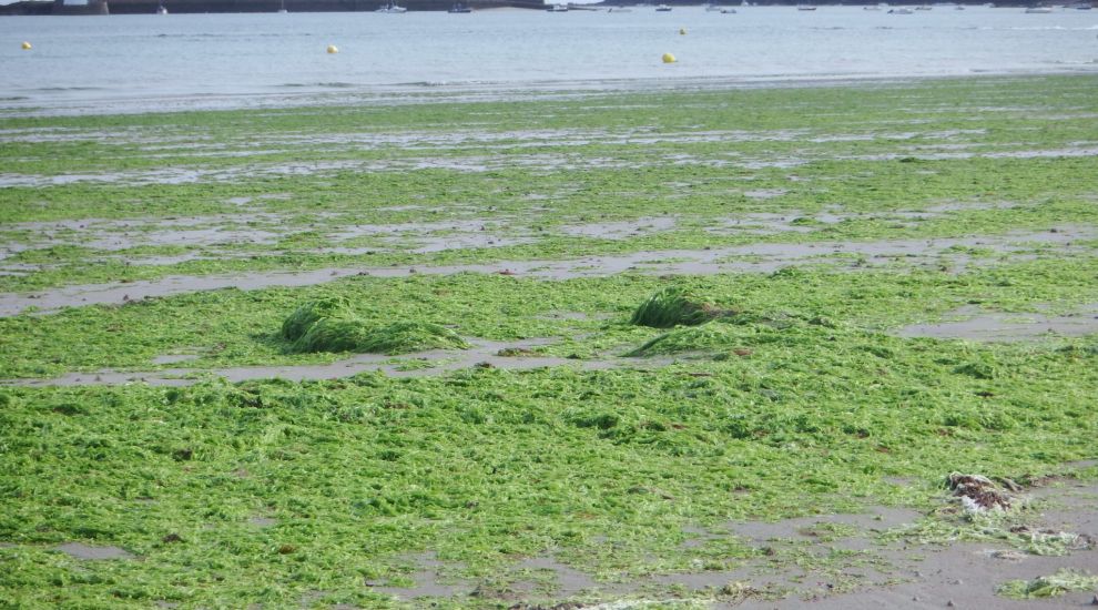 Island defeated by sea lettuce