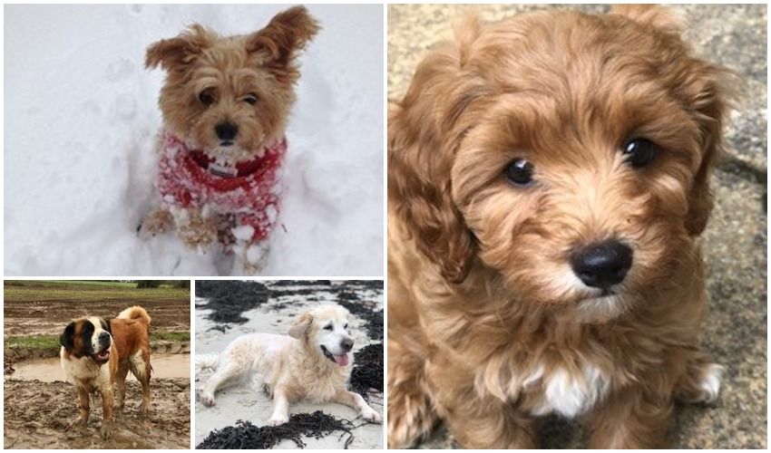 REVEALED: The islands' most perfect pups...