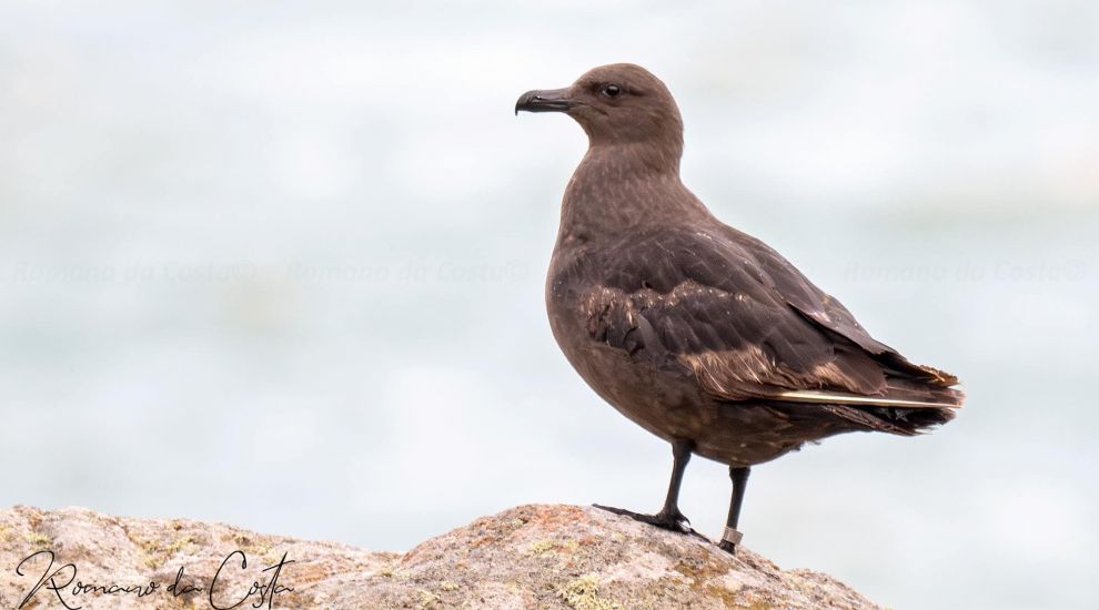 Bird from South Pole spotted in the Channel Islands for first time