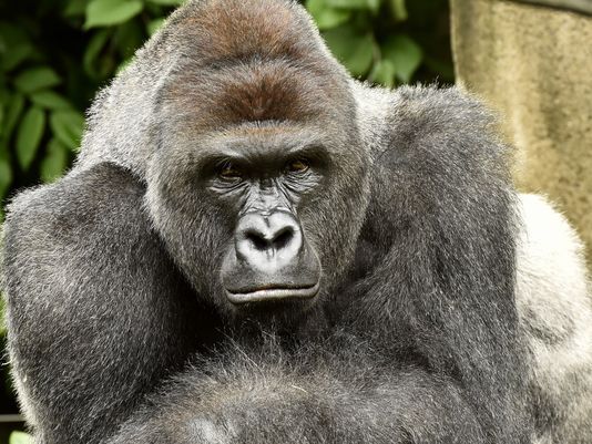 US gorilla death compared to Jersey drama