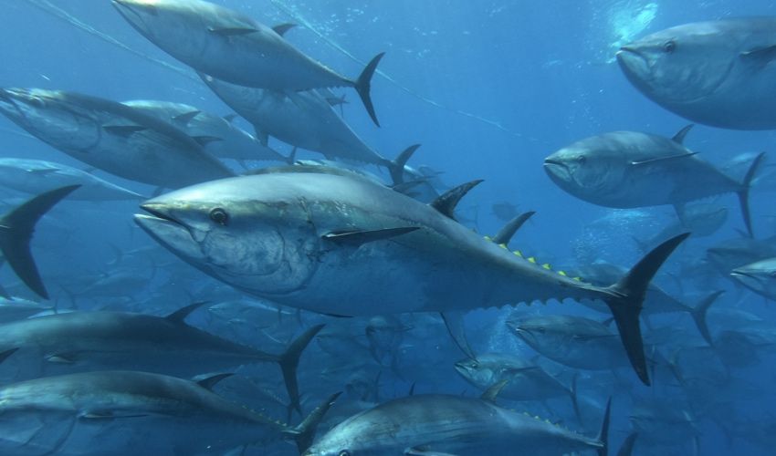 Giant bluefin tuna caught off Saint Malo reignites fishing debate