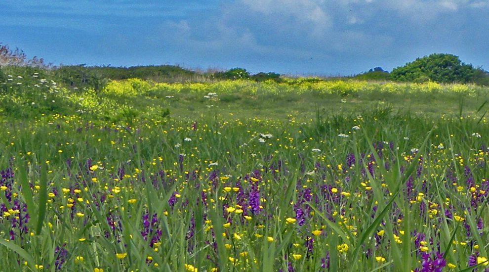 Orchids bloom in St Ouen