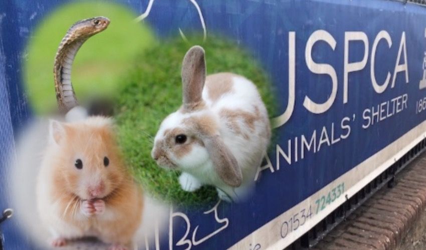 Construction charity lends helping paw to small animals
