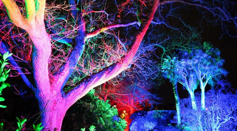 GALLERY: Dreaming Trees illuminations could become annual light festival