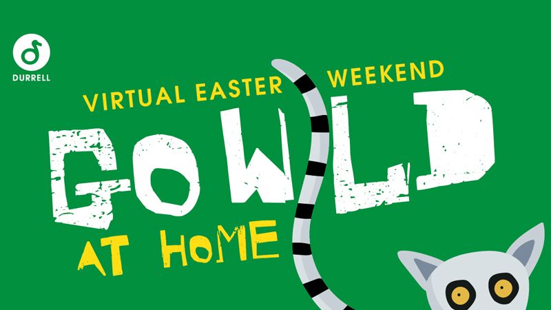 Virtual Easter Weekend at Jersey Zoo