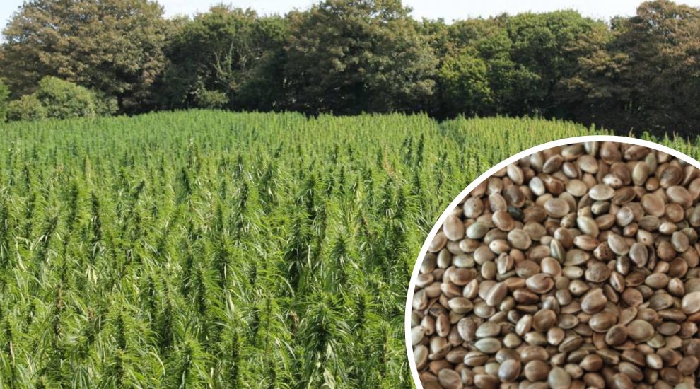 Green-fingered thief gives in to hemp-tation