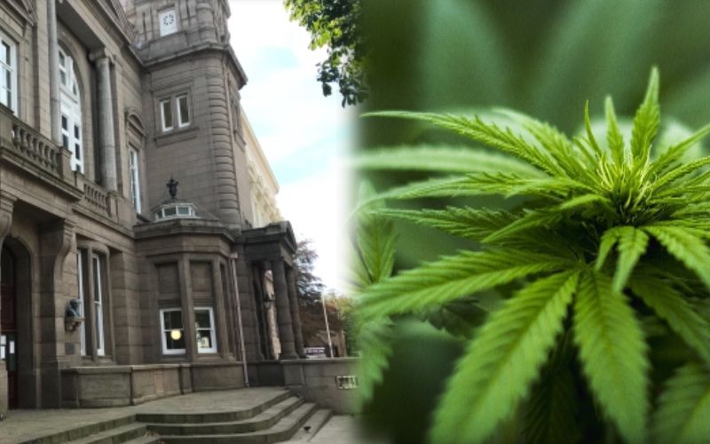 Cannabis dealer to be sentenced
