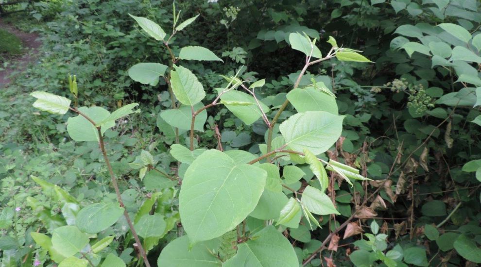 Not so “appy” ending for nightmare knotweed