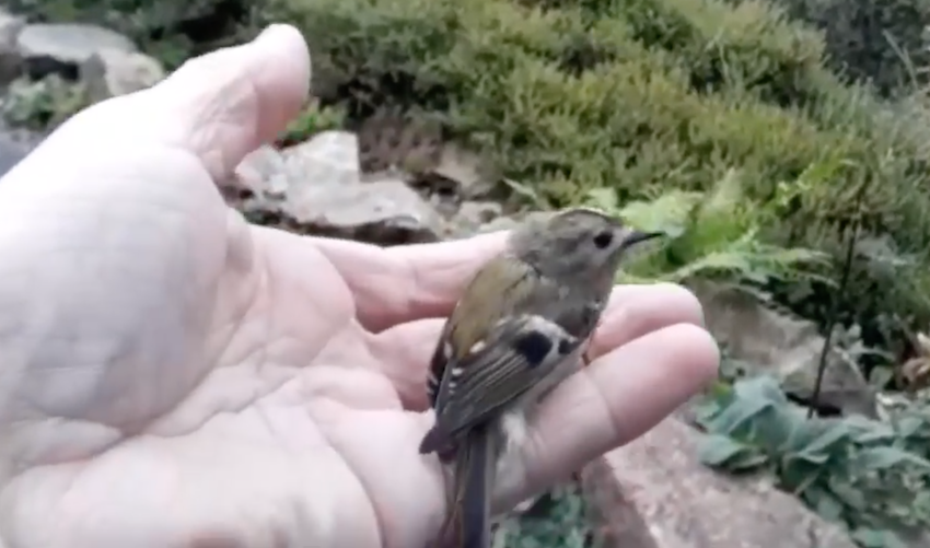 WATCH: Shelter takes Britain’s smallest bird under its wing