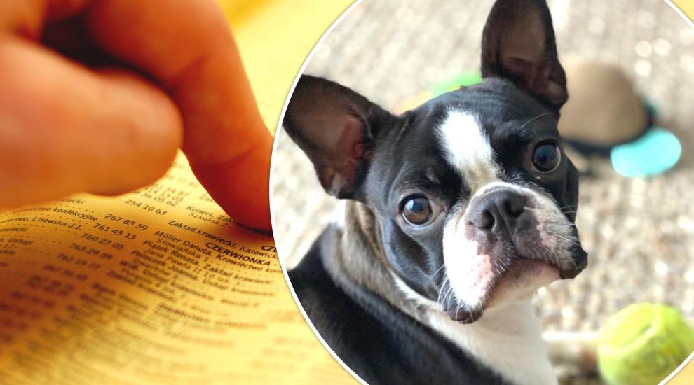 Talulah the Boston Terrier inspires new 'Pet Yellow Pages' for Jersey