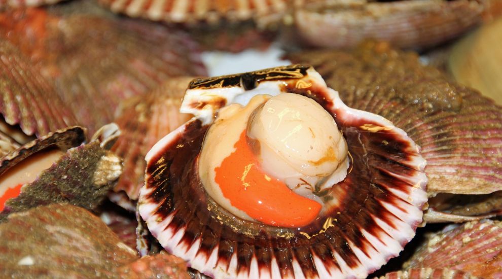 Gov hopes EU will soon class Jersey waters 'clean' for scallops