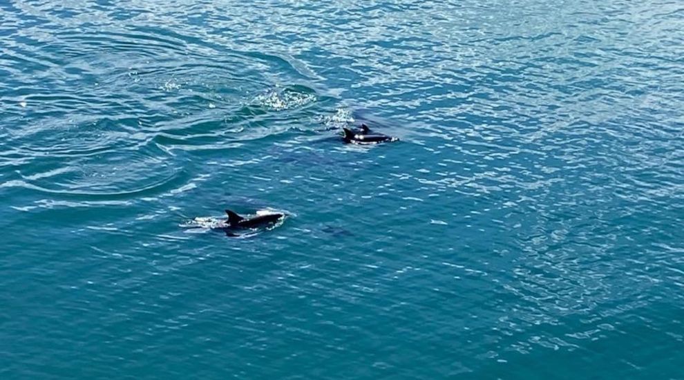 WATCH: Dolphins spotted in St. Catherine's Bay