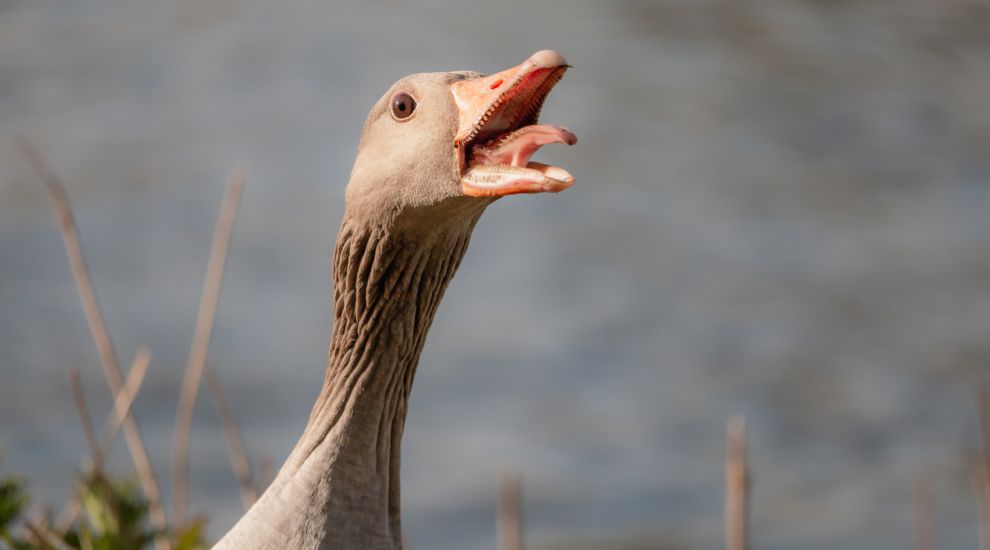 Fresh bird flu alert after 15 dead geese reported