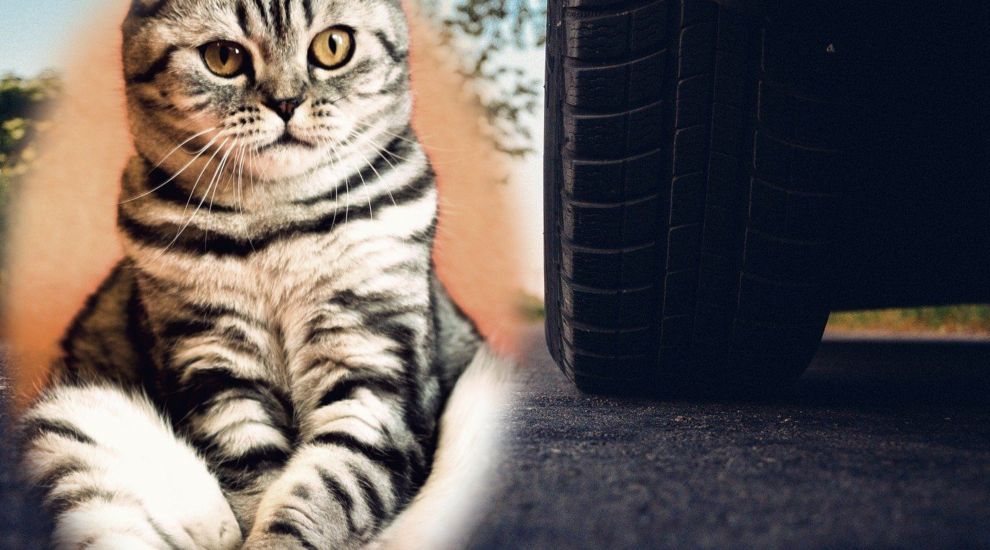 Cat 'hit and run' law will be 