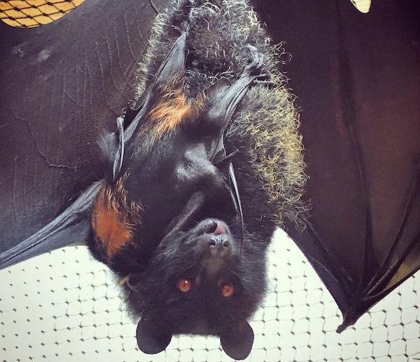 New rare baby bat hanging out at Durrell