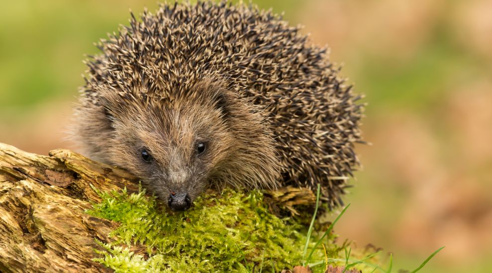 Do you have what it takes to run a hedgehog rescue centre?