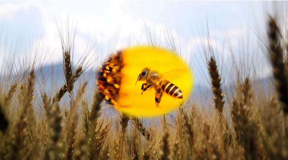 Bee-rilliant event to boost interest in pollinators