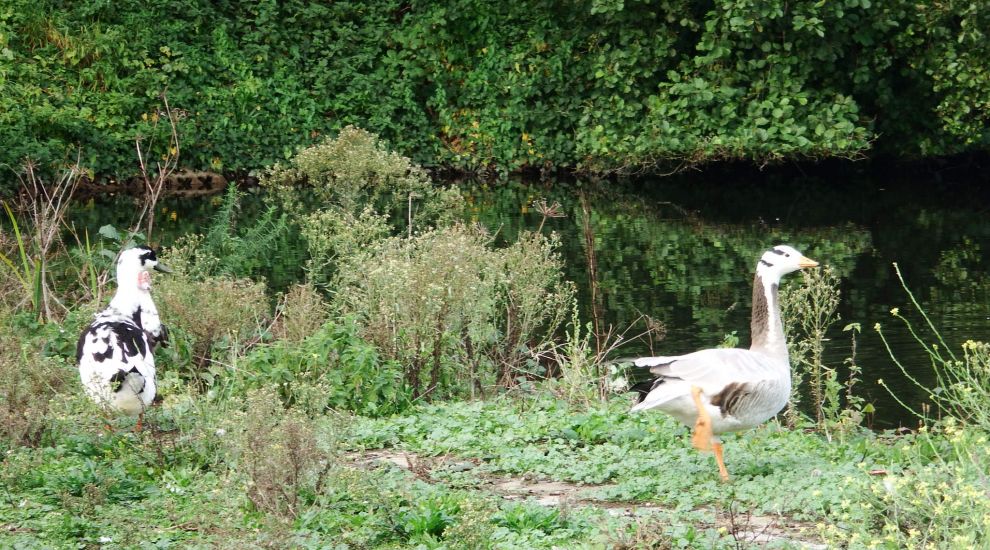 Police investigating after geese shot at reservoir