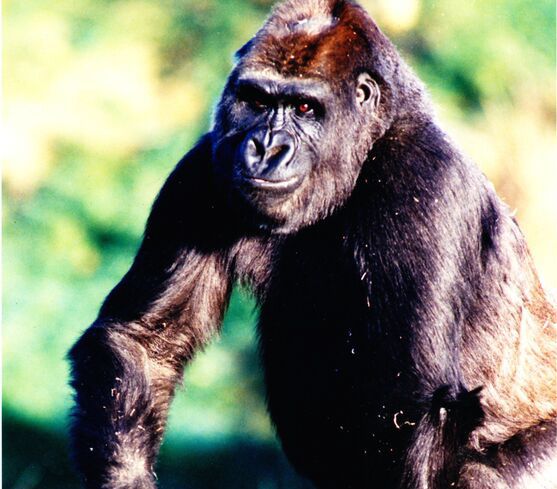 Keepers “devastated” by gorilla death