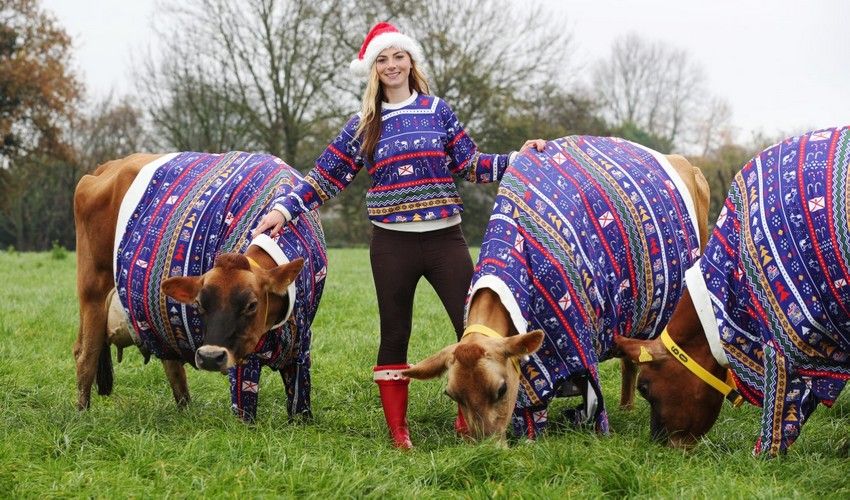 WATCH: Have yourself a moo-rry little Christmas!