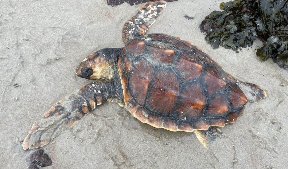 Rescuers urge islanders to 'leave it to the experts' after dead turtle found