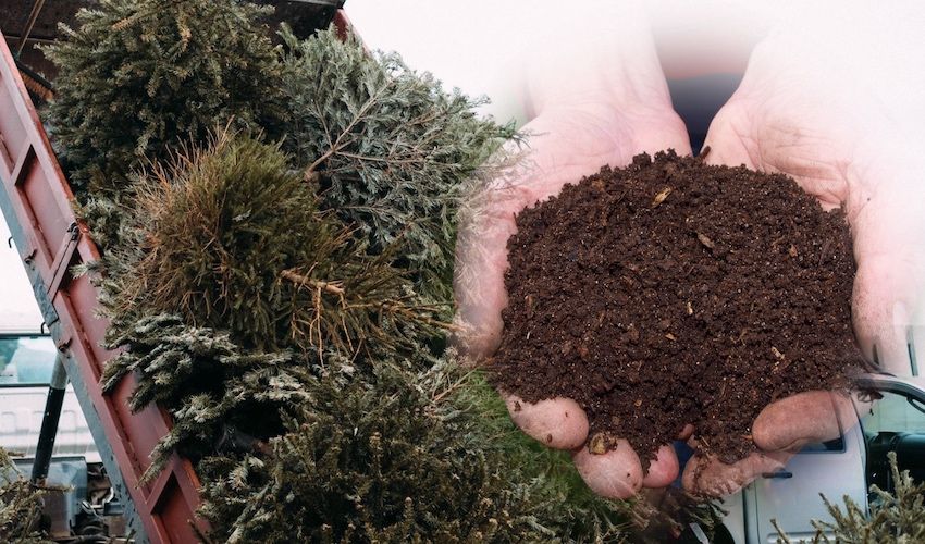 Tree-mendous fundraiser turns Christmas conifers into compost