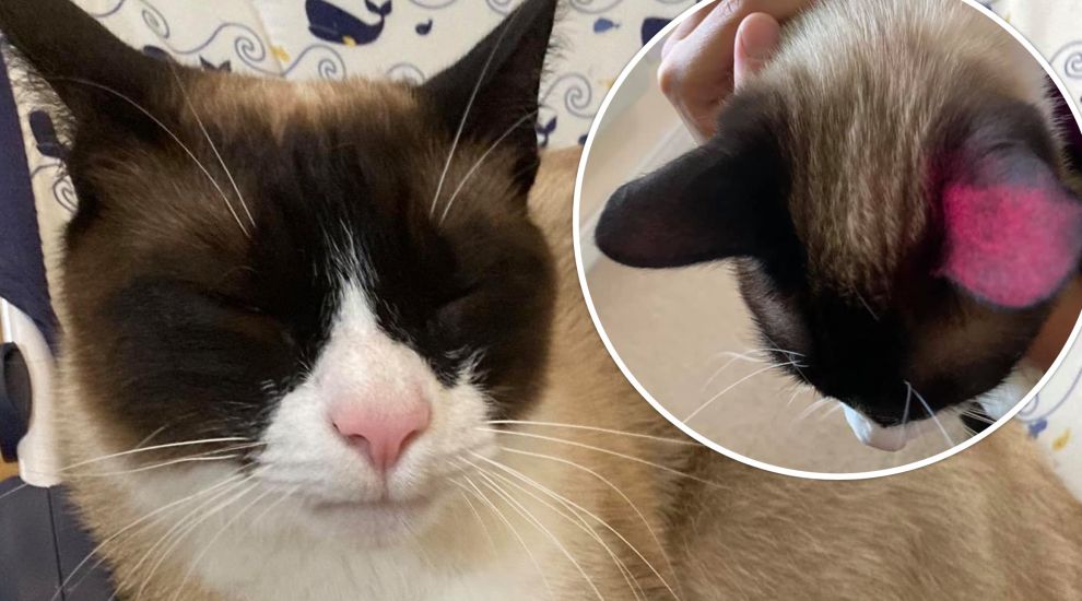 Cat attacked with spray paint and glue