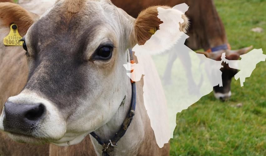 Déjà moo? India locks horns over Jersey cow… again