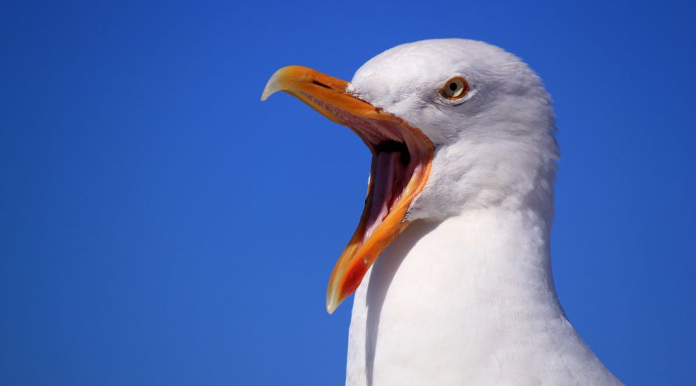 Seagulls get official protection - but magpies and pigeons miss out
