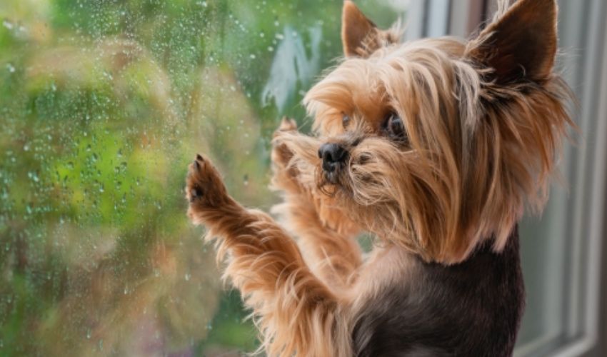 NEWS EYE: How much is that doggie in the window?