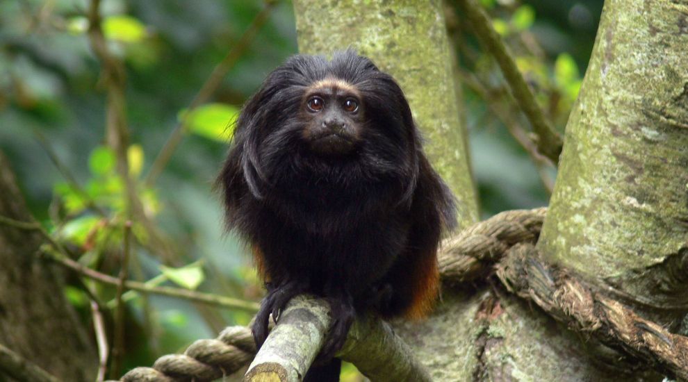 Sticky situation: Durrell’s last ditch attempt to save tamarins in captivity