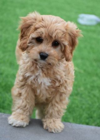 cavadoodle puppies for sale 